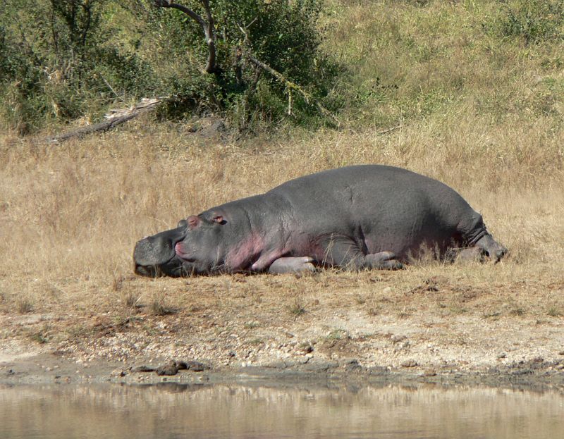 JAR 279_hroch.JPG - Narůžovělý hroch odpočívá.